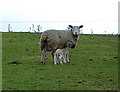 Sheep near Carr Bank Farm, Cheshire - 27th January (after frost)