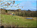 Watering hole for sheep - from beside Carpenters Arms pub