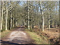 Bridleway to Royal Common