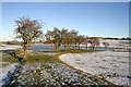 Hawthorn trees by Mosshills Loch