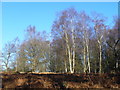 Birch Wood Near Borough Farm