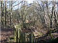 Birch Woodland by Borough Farm