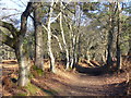 Bridleway by Mistlebrooks Wood