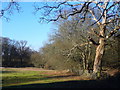 Field by Mousehill Corner