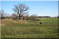 Fields near Newlands Farm