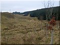 NS7480 : Kilsyth Hills, Craigdoufie Burn by Robert Murray