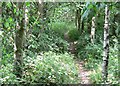 Path through the woods