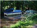 Parsley by the Canal