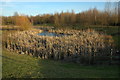 Pond beside Evesham bypass