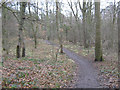 Footpath in Aykley Heads woodland