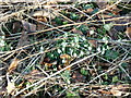 The first Snowdrops of 2011?