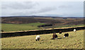 Field with grazing sheep beside A68