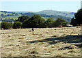 Haymaking at Yeardsley