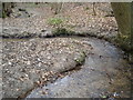 Meander in Highwoods stream (1)