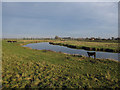 River Great Ouse/Old West River