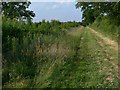 Mellors Wood