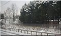 Trees by the West Coast Main Line