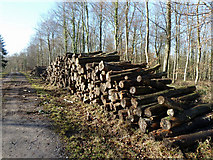 SU9114 : Re-stacked wood, Charlton Forest by Robin Webster