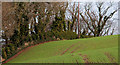 Field and trees, Portavo, Donaghadee