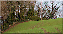 J5682 : Field and trees, Portavo, Donaghadee by Albert Bridge
