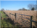 Fields off Ramsden Lane