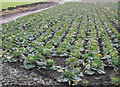 Cabbage field, Roker Lane