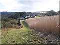 Crop of reeds, near Stamborough Farm