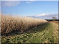 Reed crop, near Stamborough Farm