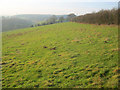 Grassland south of Little Dewchurch