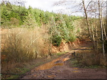 ST0137 : Forest track, in Washford Valley by Roger Cornfoot