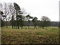 Grassland, Hartwood