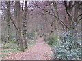 Footpath in Darrick Wood (3)