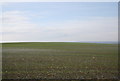 Winter Wheat by the North Downs Way