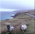 Sheep at Peterburn