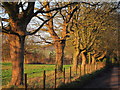 Trees on Kenfield Road