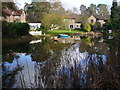 Basingstoke Canal Near Sheerwater