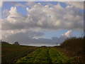 Field with footpath and sky in Hampshire