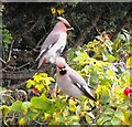 Garden Waxwings