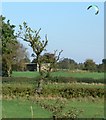 Farmland near Copt Oak Road