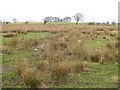 Wet farmland