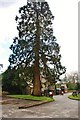 ST7603 : Ansty:  The Fox Inn dwarfed by Tree by Mr Eugene Birchall