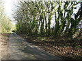 TG0226 : Outgrown hedge beside the lane to Wood Norton by Evelyn Simak