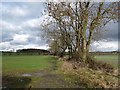 Field boundary near Dissington East Houses