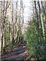 Footpath in Padmall Wood