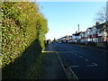 Hedge in Honeysuckle Road