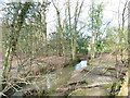 Stream in Ridge Copse