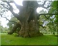 Majesty Oak, Fredville Park