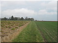 Footpath to Deal Road