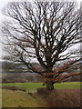 Ffawydden / Beech tree, Erwood