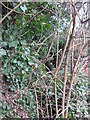 The (overgrown) Kyd Brook - East Branch, north of Starts Hill Road, BR6